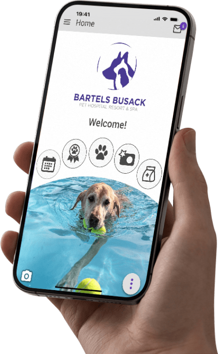 The Bartels Busack app open on a phone, showing the welcome screen and a dog swimming