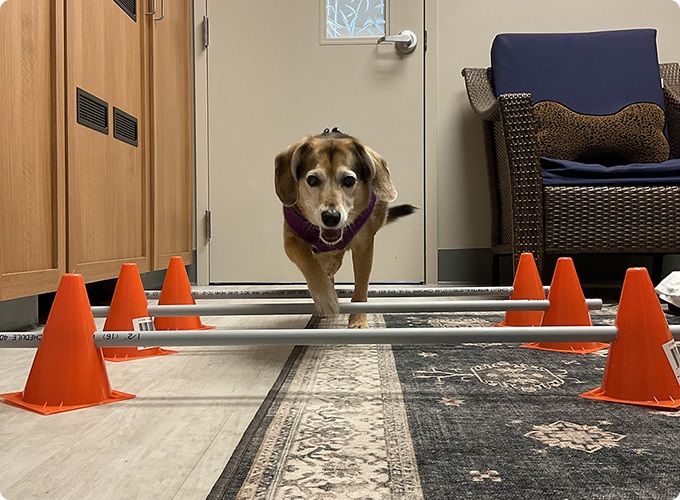 A beagle mix stepping over training poles between orange cones indoors
