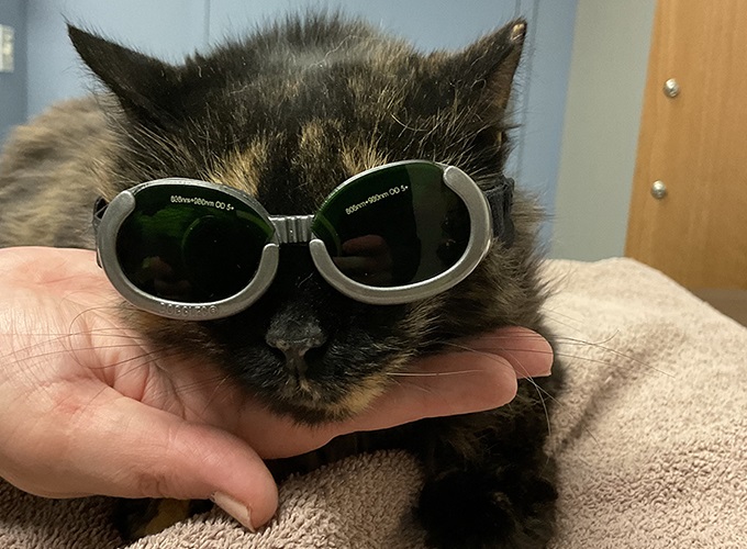 A tortoiseshell cat wearing protective goggles during laser therapy