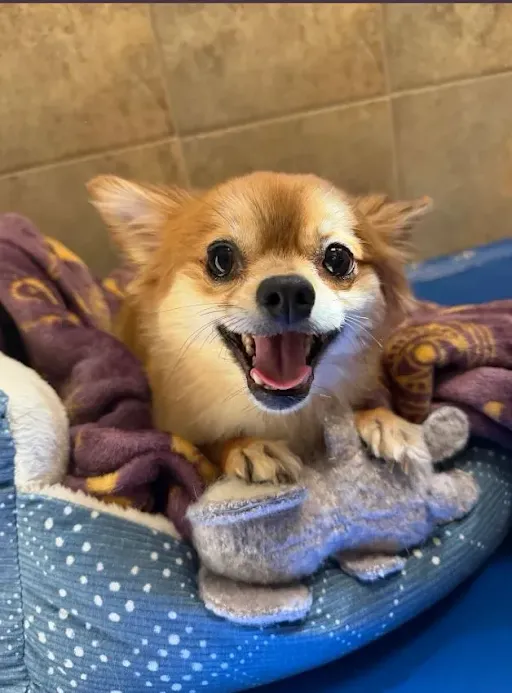 Small tan dog with an open-mouth smile resting on a polka-dot pet bed beside a plush toy