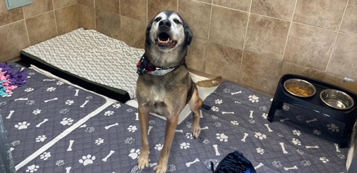 A smiling dog sitting on paw-print bedding in a tiled suite