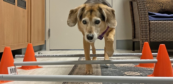 A dog stepping through a grid of orange cones during a rehabilitation exercise