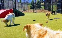 Dogs playing on artificial turf in the pet resort yard