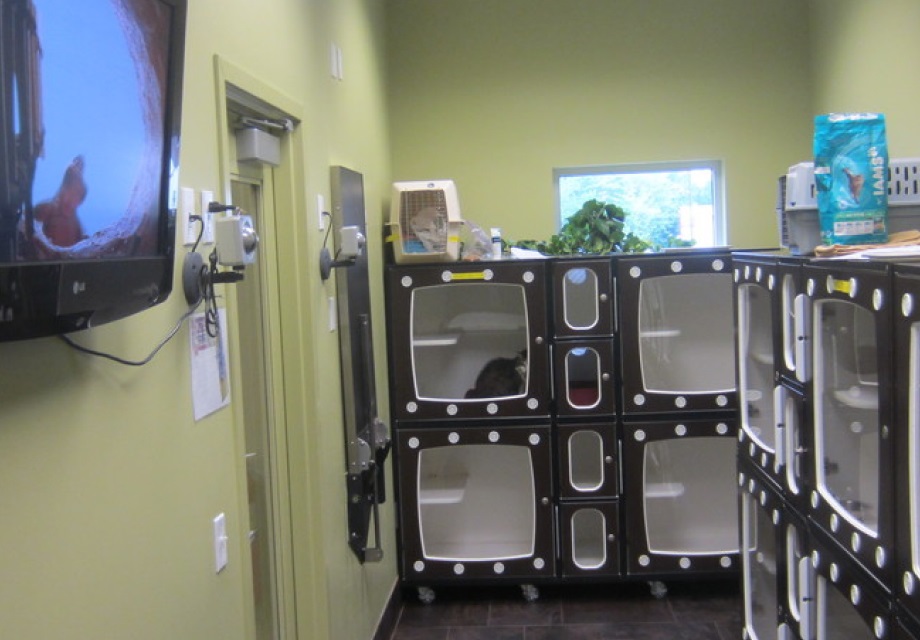 Multi-level kitty condos with a view screen in the cat boarding room
