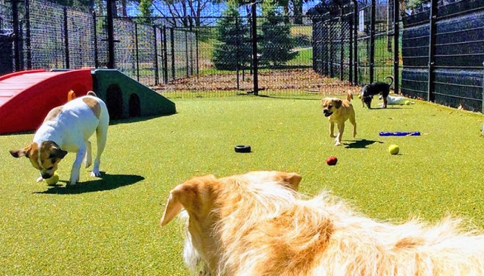 Dogs playing in the turf yard around a play structure