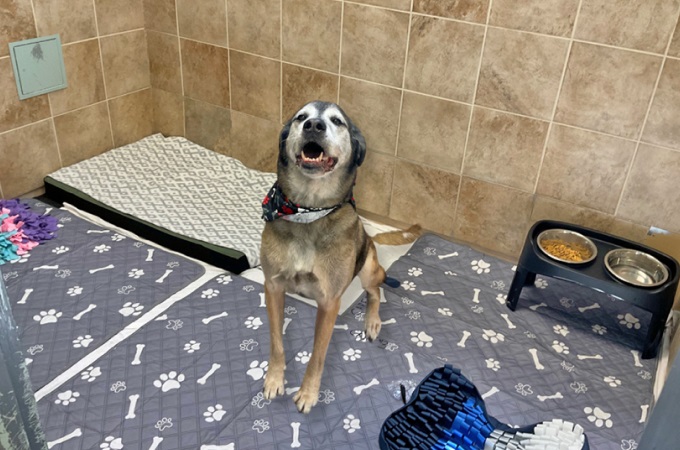 A happy dog resting in a tiled boarding suite with food and water bowls