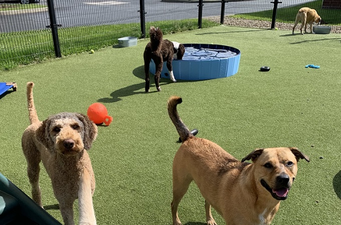 Dogs playing on the turf yard with a ball and a wading pool