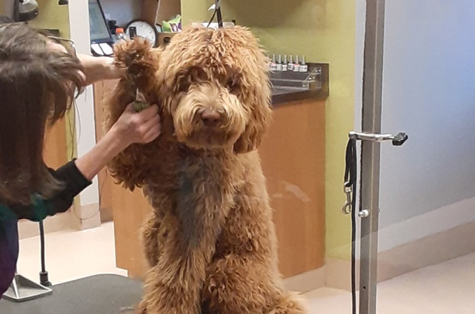 A labradoodle being groomed on the grooming table