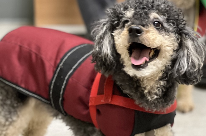 A toy poodle in a red coat after a grooming appointment