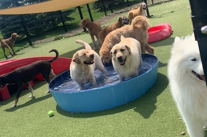 Dogs cooling off together in a blue wading pool in the play yard