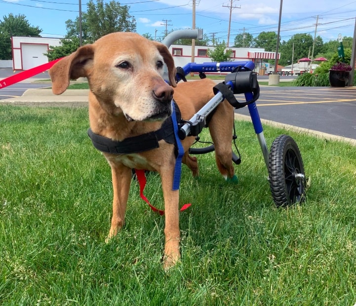 A senior dog walking on grass in a blue rear support wheelchair cart