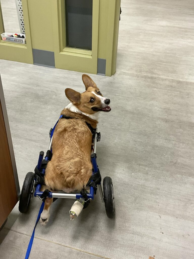 Small dog walking down the hallway in a wheelchair cart