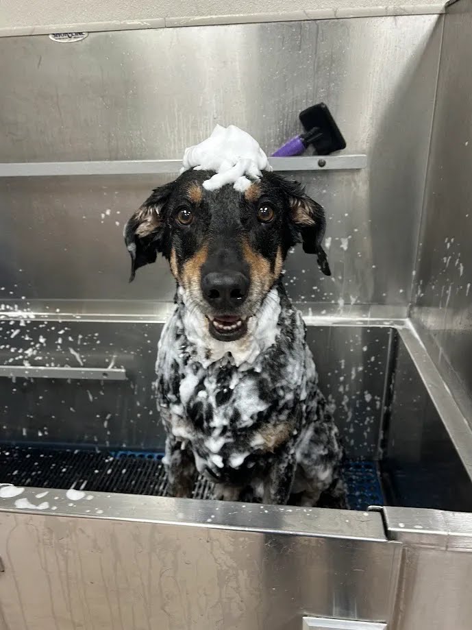 Wet black, white and tan dog with shampoo foam on its head standing in a stainless steel grooming tub