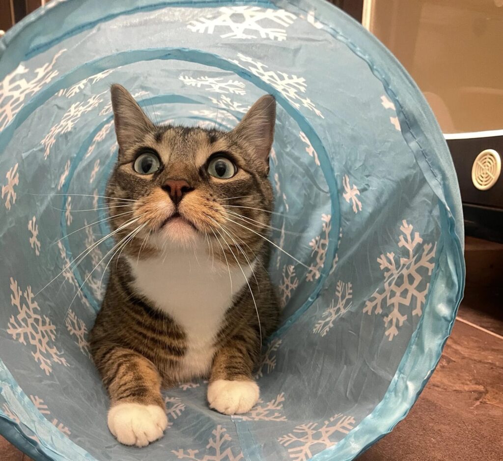 Tabby cat peeking out of a blue play tunnel