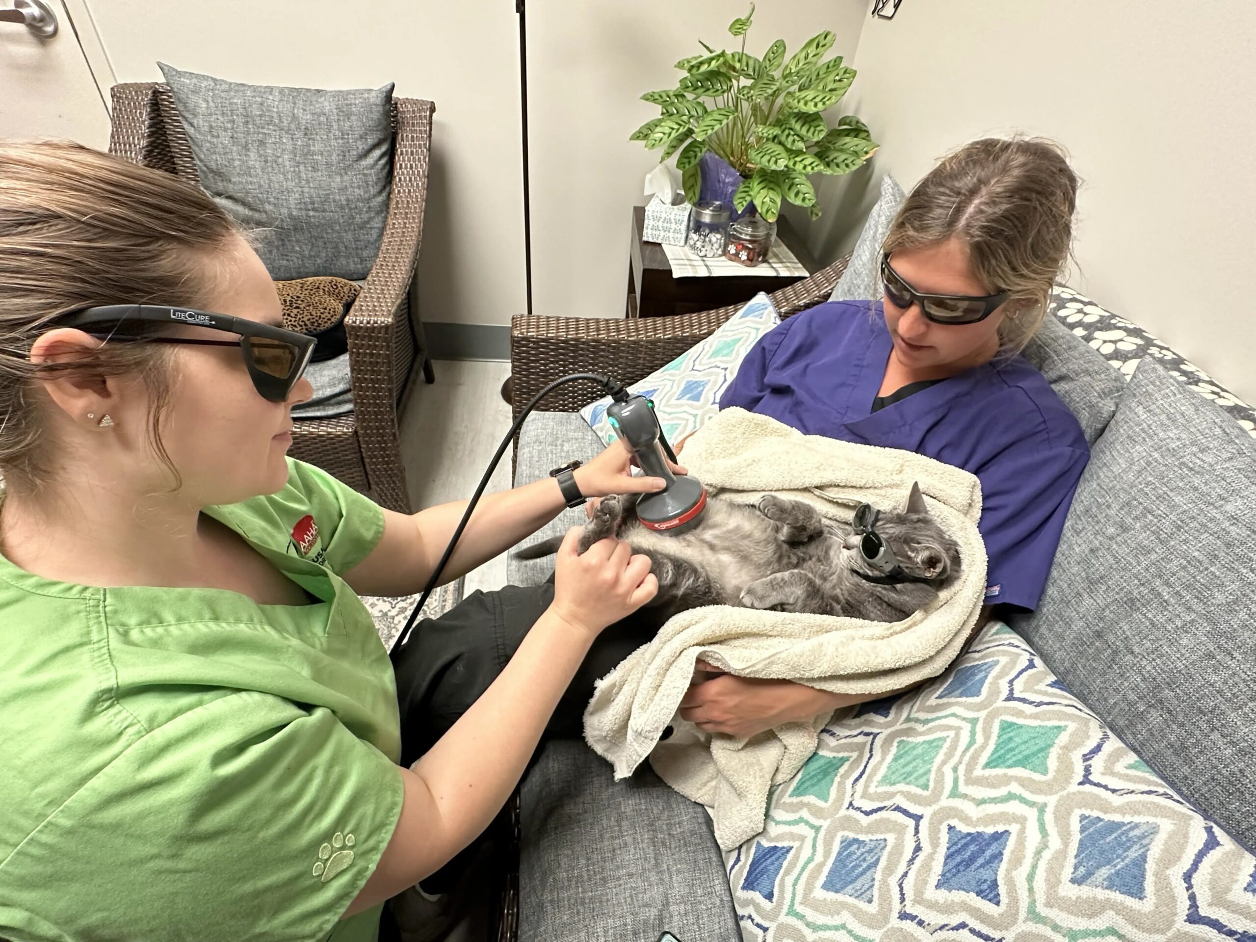 A technician in protective goggles giving laser therapy to a cat held by a team member