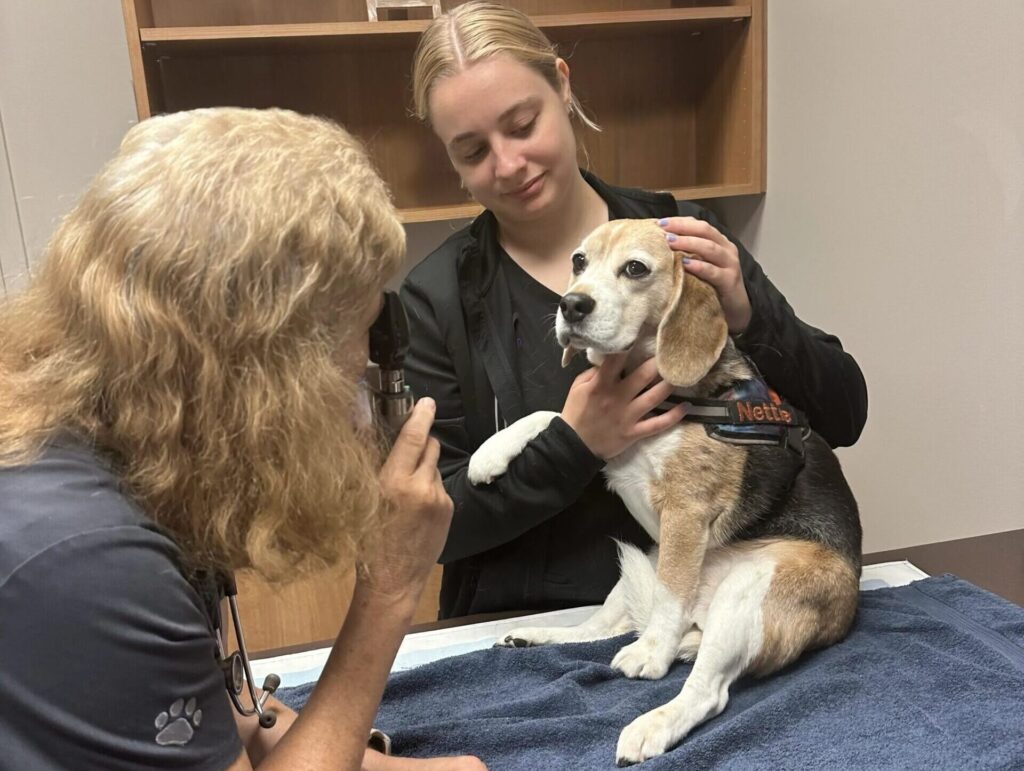 A veterinarian and a technician examining a beagle on the exam table