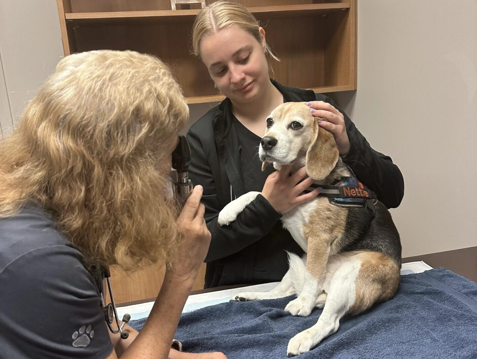 A veterinarian and a technician examining a beagle on the exam table
