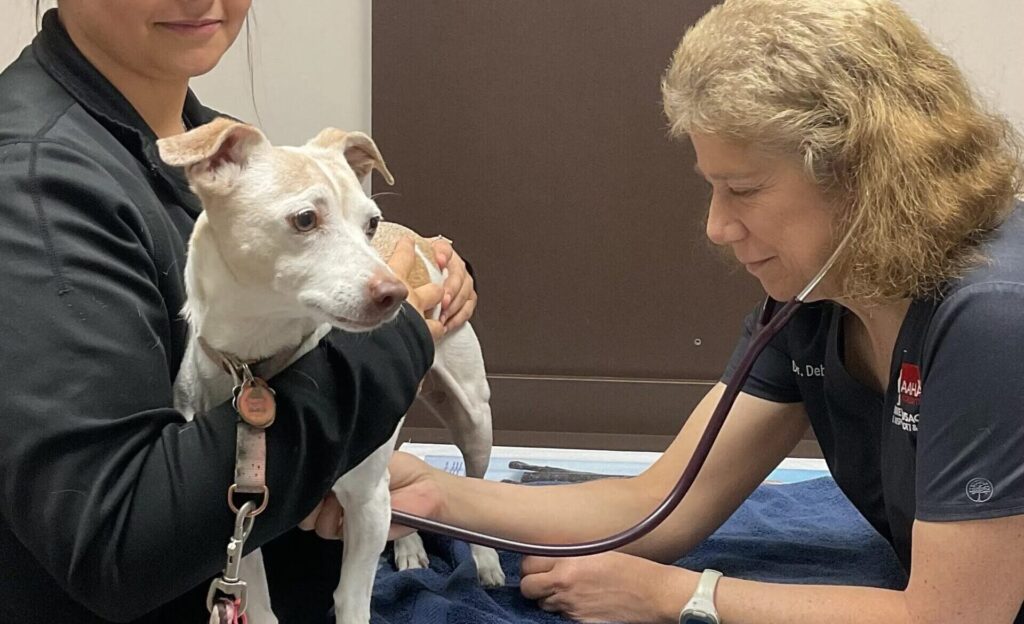 A technician holding a terrier while a veterinarian listens to its chest