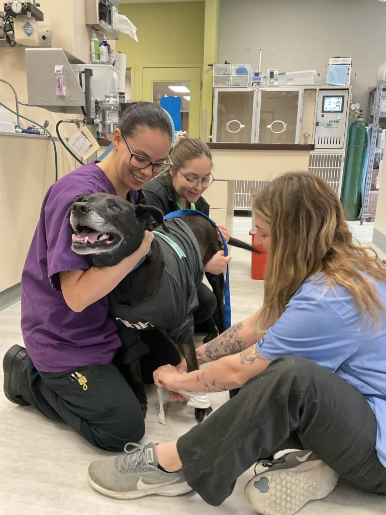 Three Bartels Busack team members care for a happy black dog on the treatment room floor.