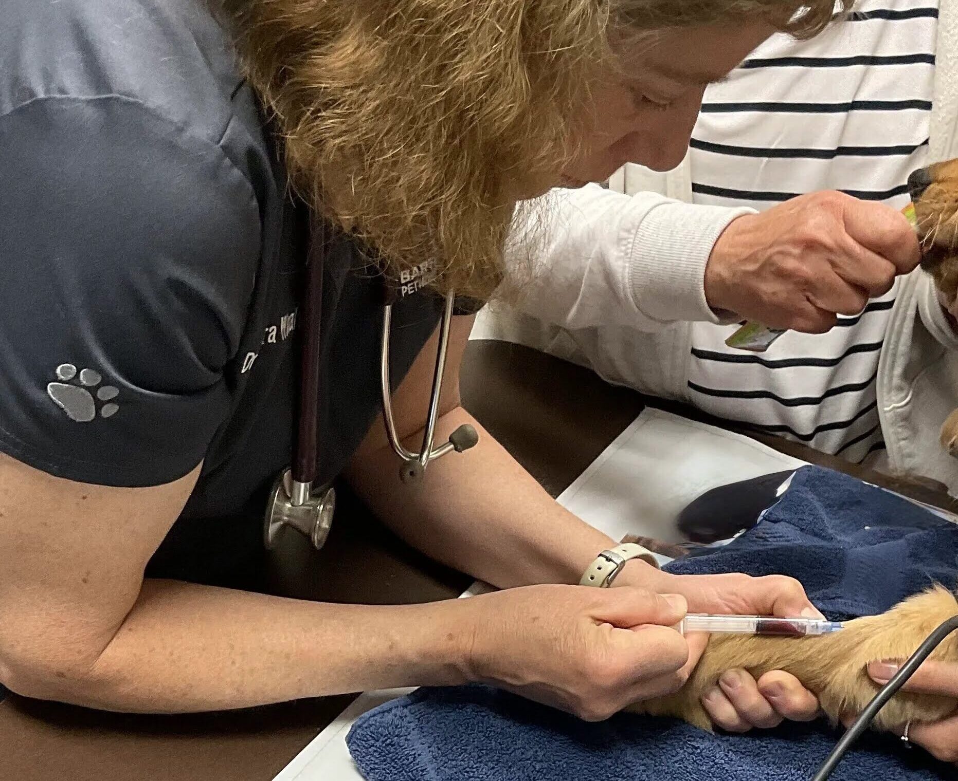 A veterinarian drawing blood from a dog's front leg while an assistant holds the dog