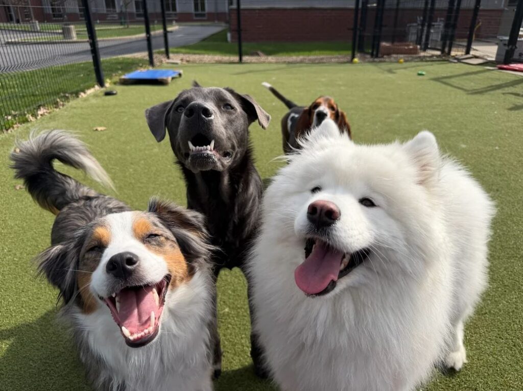 Tuuli, Maverick, Reese and Remi grin at the camera in the Bartels Busack outdoor play yard.