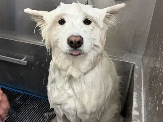 A wet white dog standing in the grooming tub after a bath