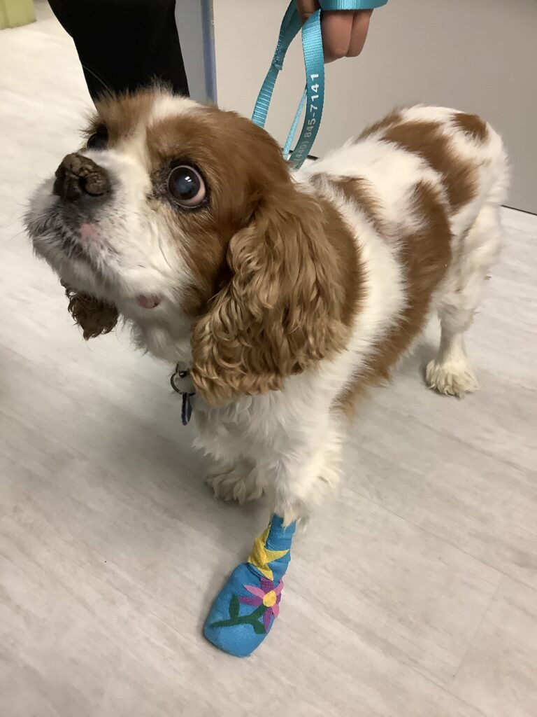 A Cavalier King Charles spaniel with a brightly decorated bandage on its front leg looks up while on a hospital leash.