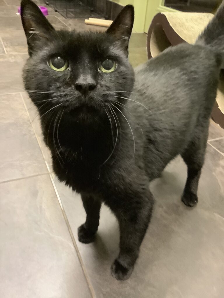 A black cat with green eyes stands on a gray tile floor and looks up at the camera.
