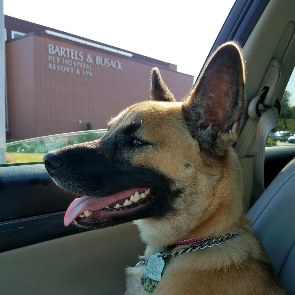 Dog riding in a car outside Bartels Busack Pet Hospital