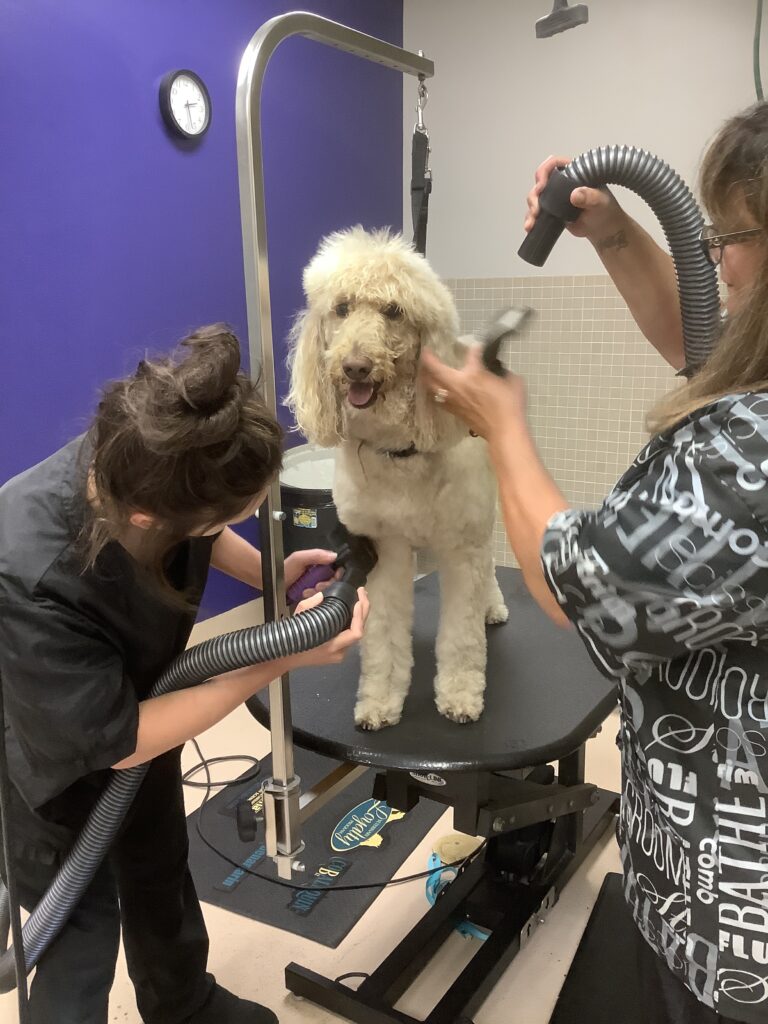 Two Bartels Busack groomers blow-dry a curly, cream-colored dog on the grooming table.