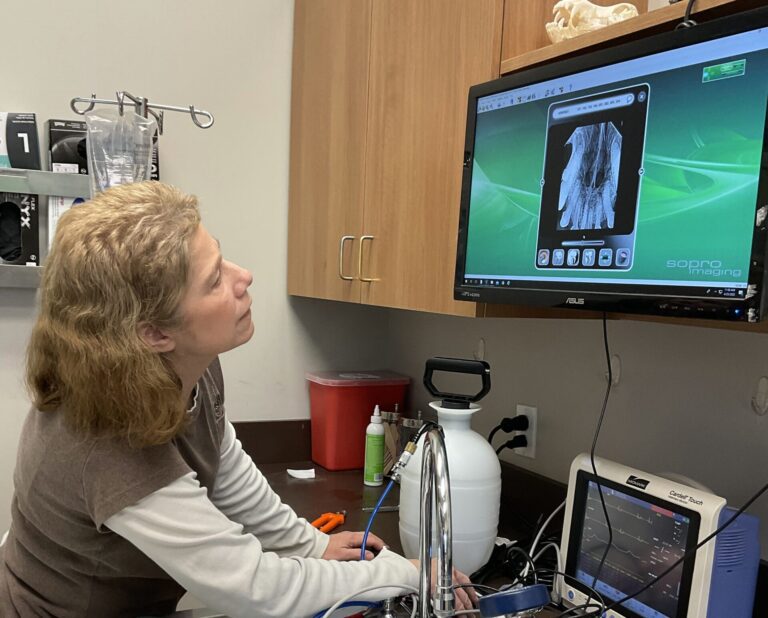 A Bartels Busack technician reviews a digital radiograph on the exam room monitor.
