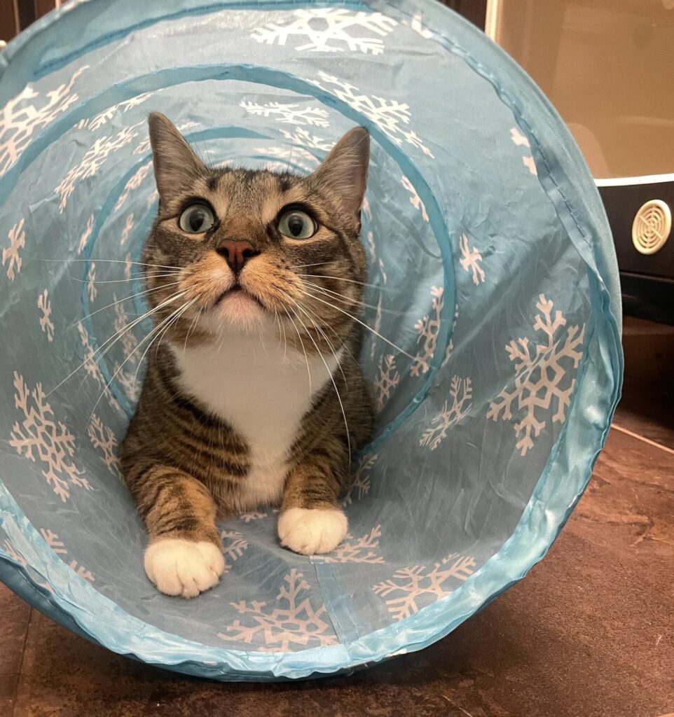 Tabby cat peeking out of a blue play tunnel
