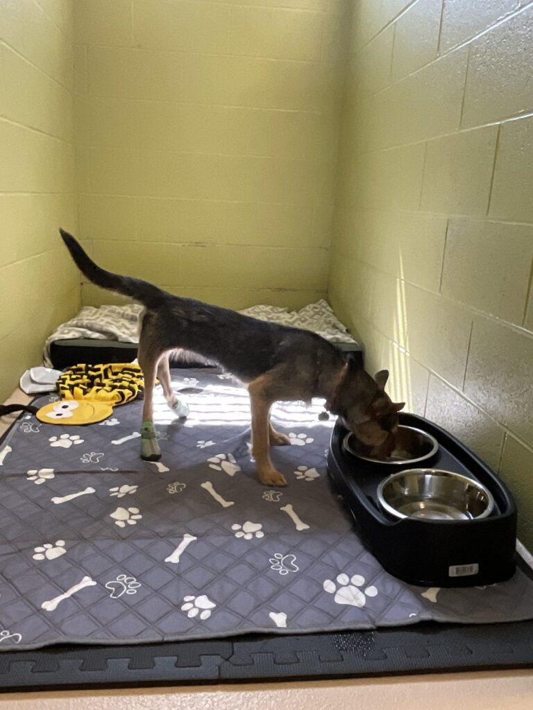 A dog eats from a raised bowl in a canine run with a paw-print mat and bedding