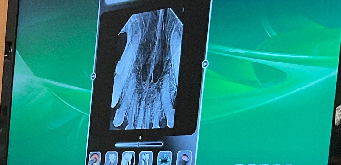 Dental X-ray of a dog's upper canine and front teeth on a monitor