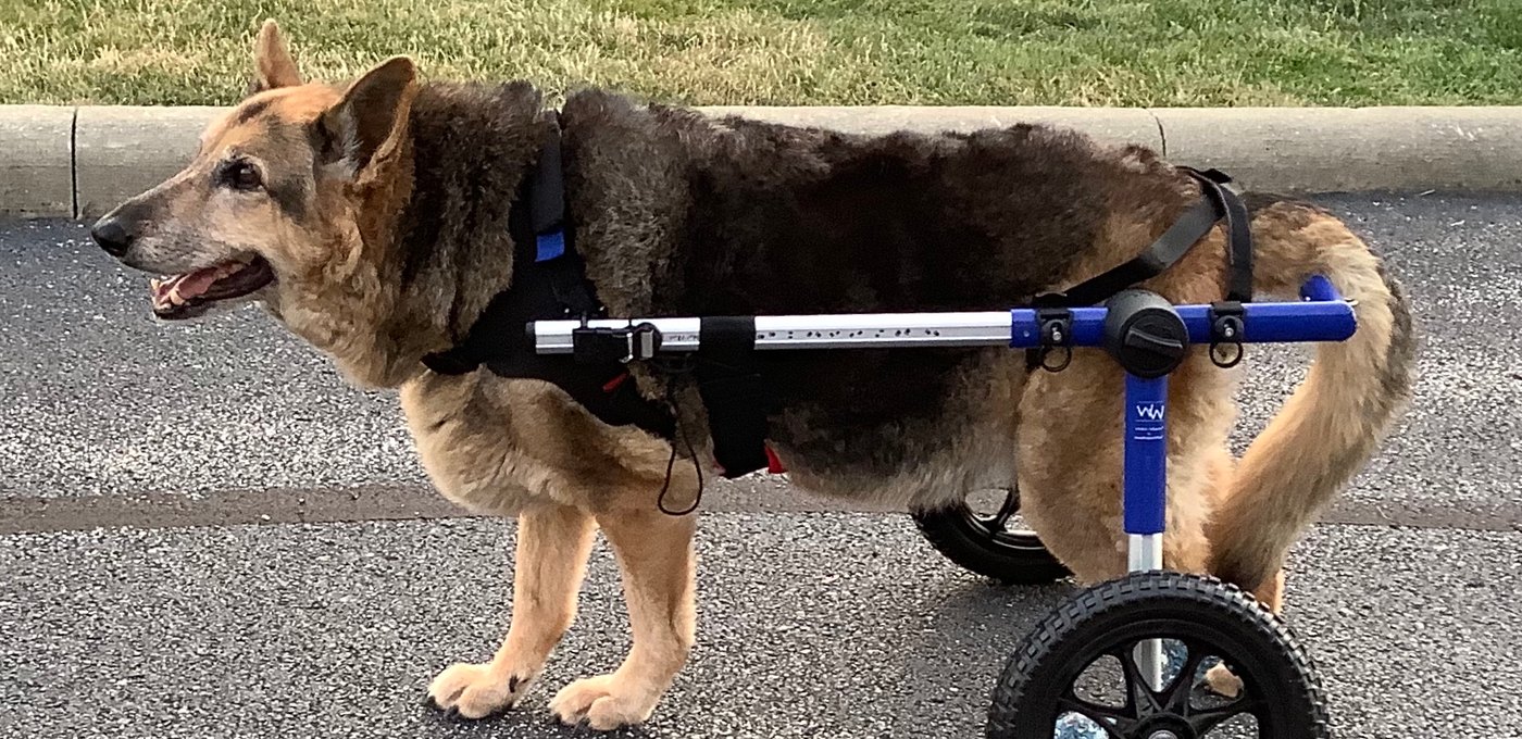 Dog walking in a rehab cart