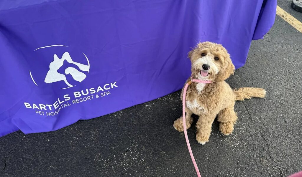 A golden doodle sits beside the purple Bartels Busack Pet Hospital Resort and Spa table.