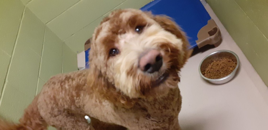 Curly-coated dog looking up beside a bowl of dry food
