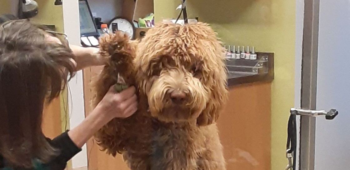 Curly-coated dog on a grooming table while a groomer trims its fur