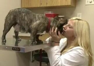 Dr. Brenda Motsco greeting a brindle French bulldog on the exam table