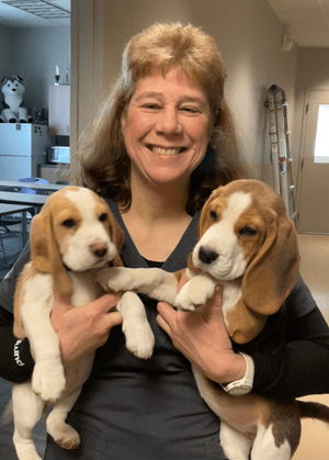 Dr. Debra Wigal holding two beagle puppies in an exam room