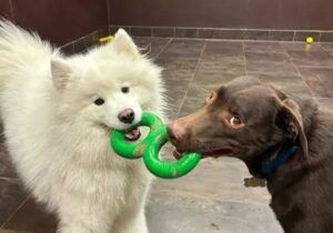 A white Samoyed and a brown dog play tug with a green ring toy in the indoor day care room.