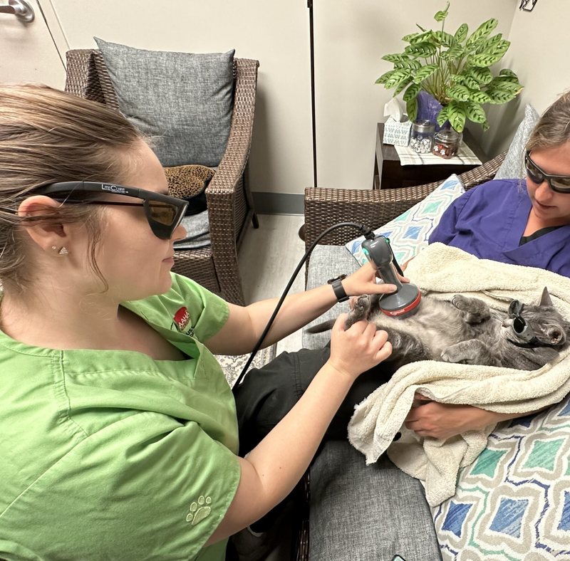 Morgan giving laser therapy to a cat while wearing protective goggles