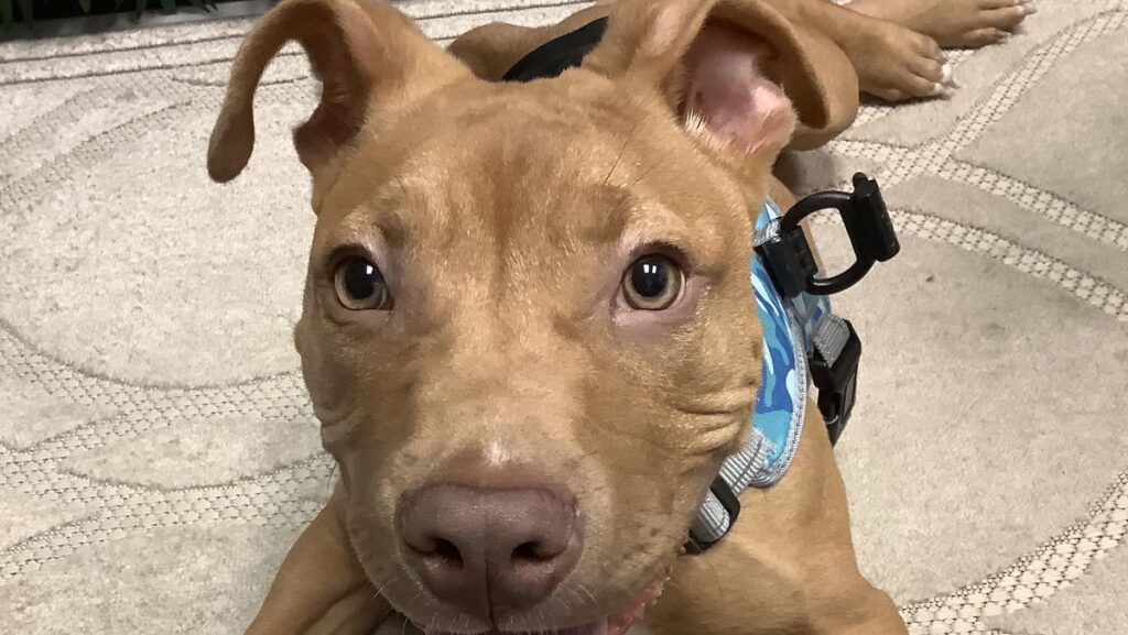 A young tan dog in a blue harness lies on a rug and looks up at the camera