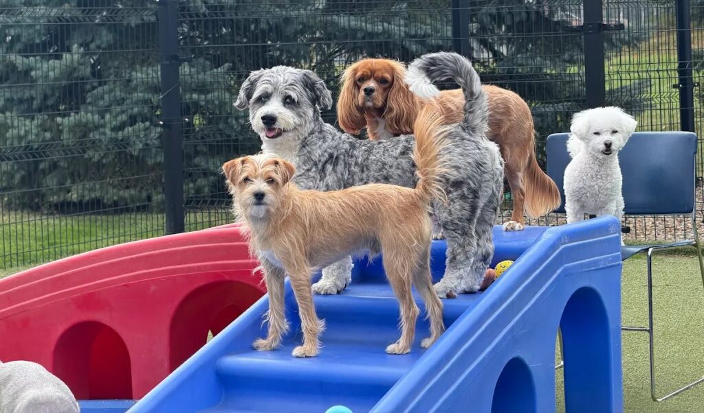 Four dogs play on a red and blue climbing structure in the Bartels Busack Resort play yard.