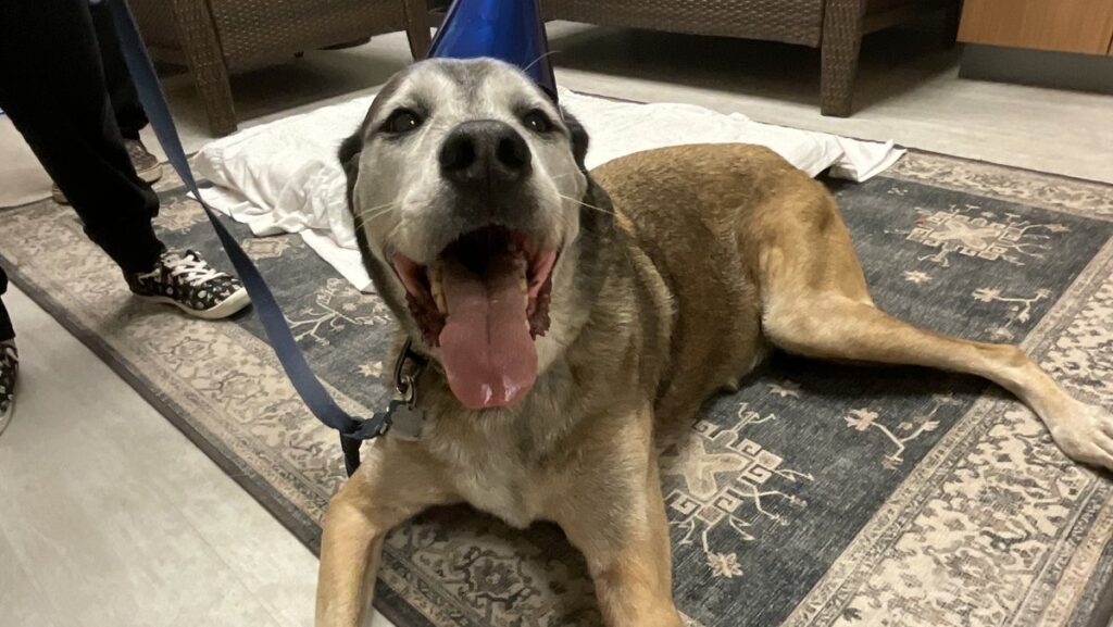 A smiling dog in a blue party hat lies on a rug beside a plush toy