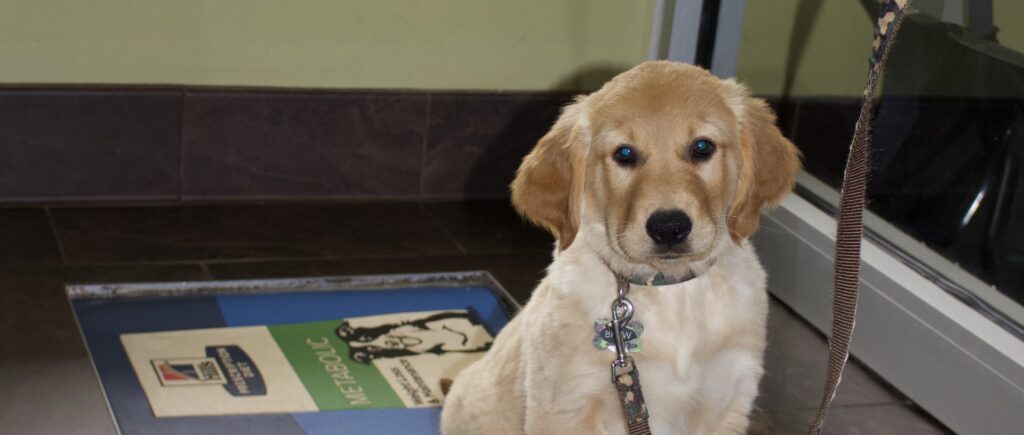 A golden retriever puppy on a leash sits on the entry mat by a front window