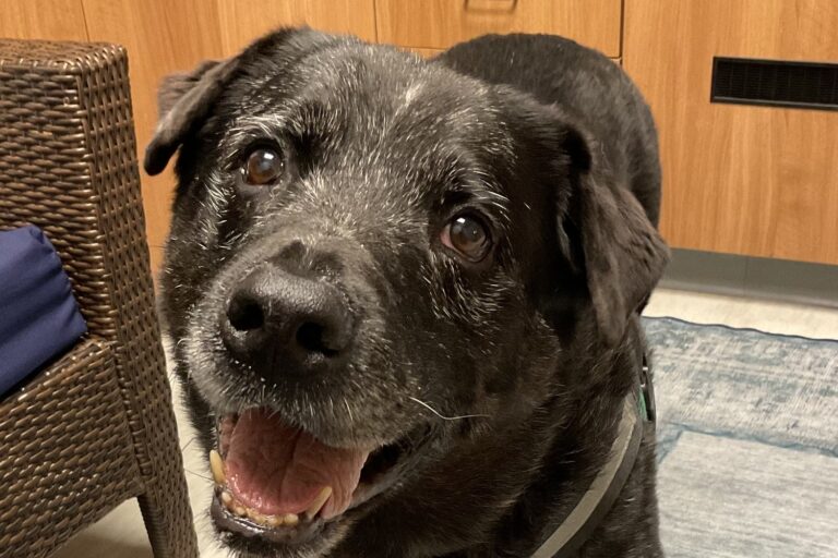 A gray-muzzled black Labrador smiles in an exam room