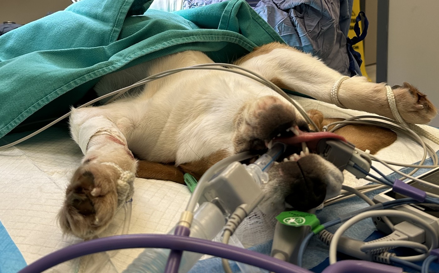 A dog rests under anesthesia on the surgery table, connected to monitors