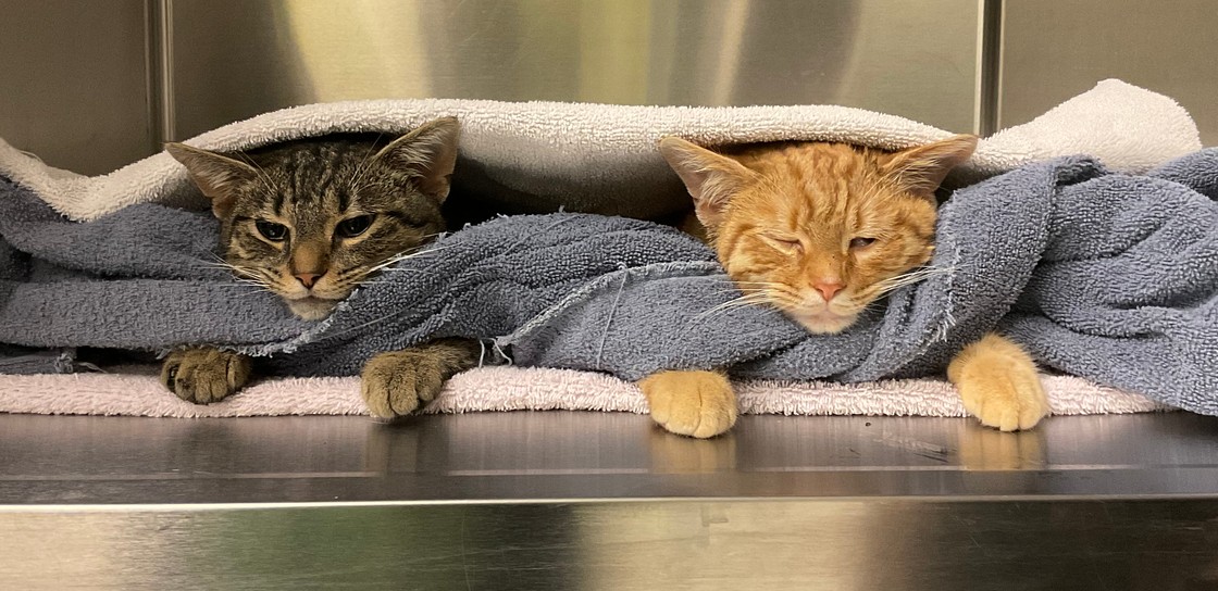 Two cats resting under towels in a hospital kennel