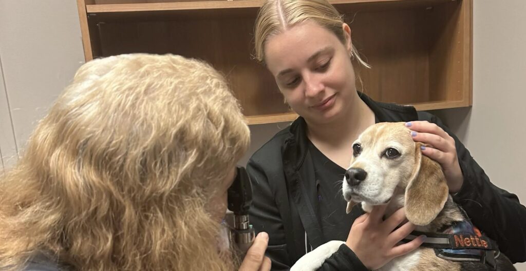 A Bartels Busack team member holds a beagle during a wellness exam while a veterinarian checks its ears.